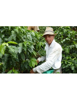 Café pure origine Colombie supremo 100% arabica la brûlerie le Puy en Velay