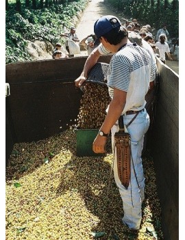 Café pure origine Costa Rica 100% arabica la brûlerie le Puy en Velay