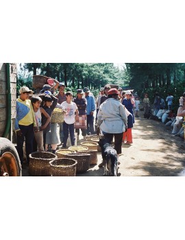 Café pure origine Costa Rica 100% arabica la brûlerie le Puy en Velay