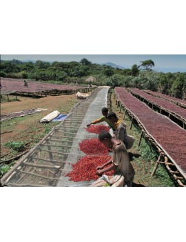 Café pure origine MOKA LIMU 100% arabica la brûlerie le Puy en Velay