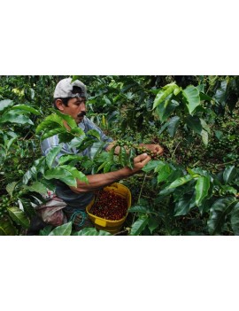 Café pure origine NICARAGUA 100% arabica la brûlerie le Puy en Velay