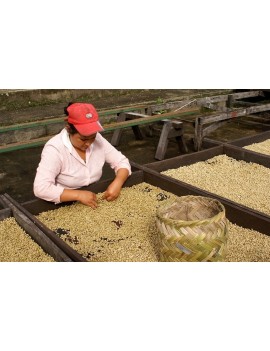 Café pure origine NICARAGUA 100% arabica la brûlerie le Puy en Velay