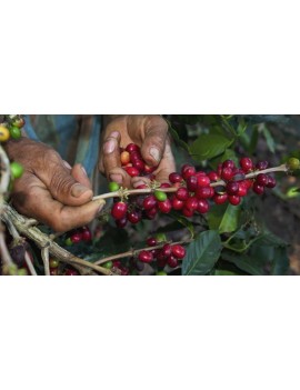 Café pure origine PEROU 100% arabica la brûlerie le Puy en Velay